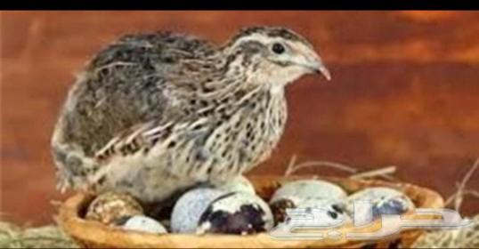 Quail eggs for sale63077328252163111