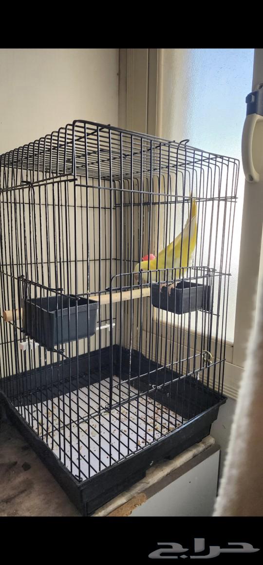 Creeker parrot63080231013635111