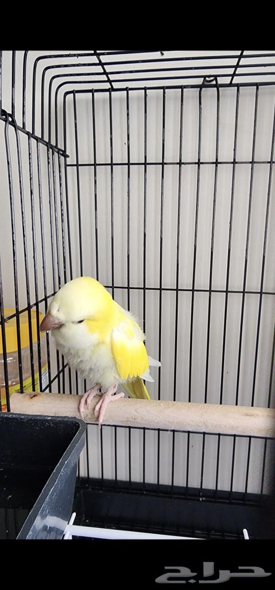 Creeker parrot63080231013635112