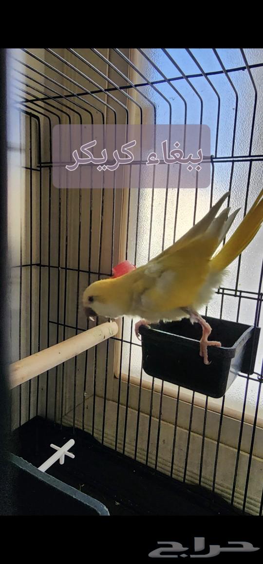 Creeker parrot63080231013635117