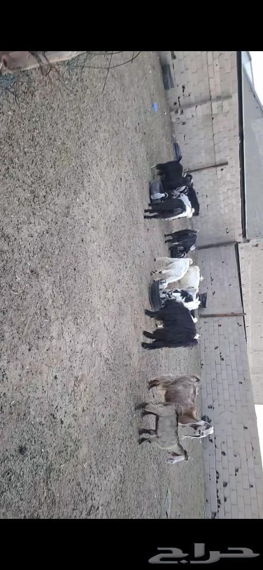معزا للبيع63076557724417113