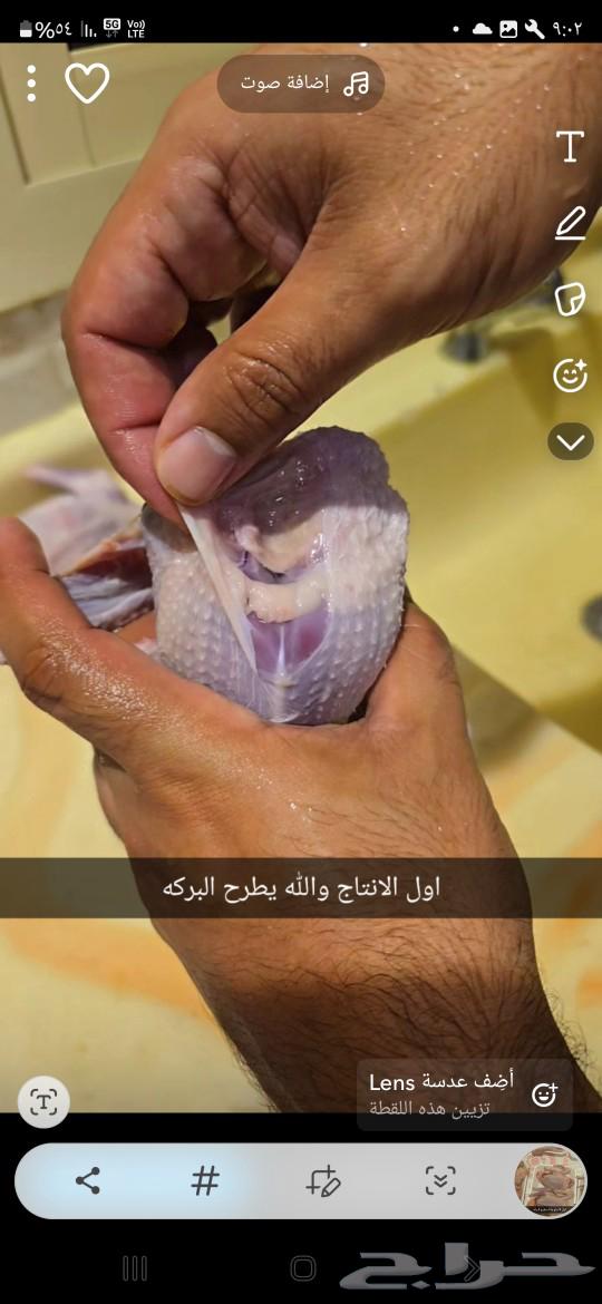 French pigeon seller63078178945409111