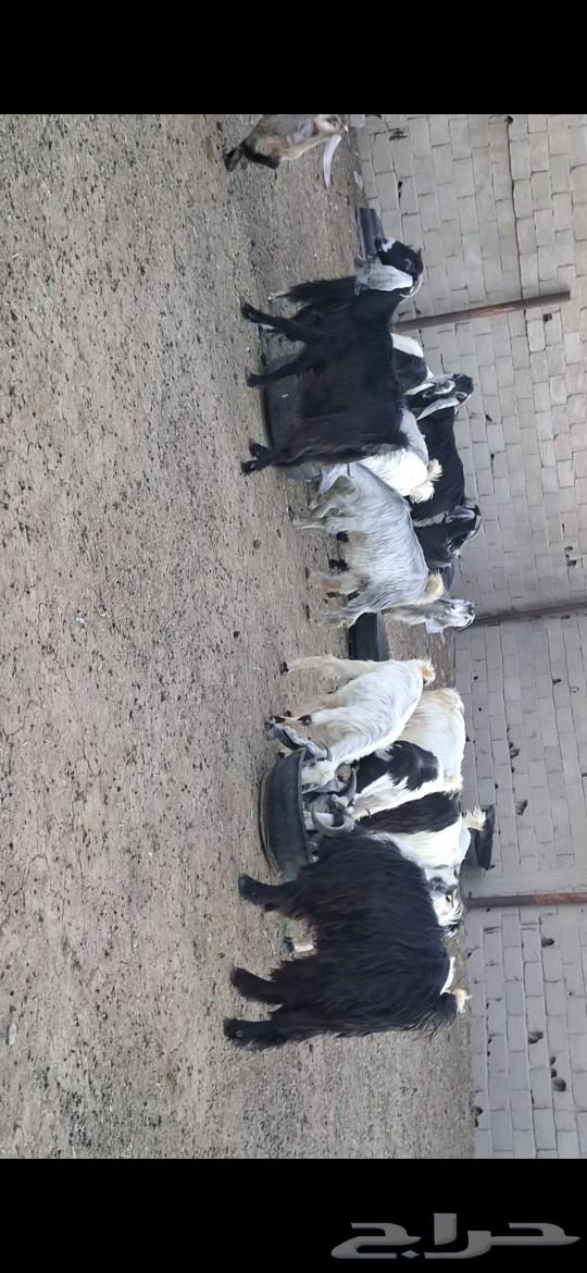 معزا للبيع63076557724417112