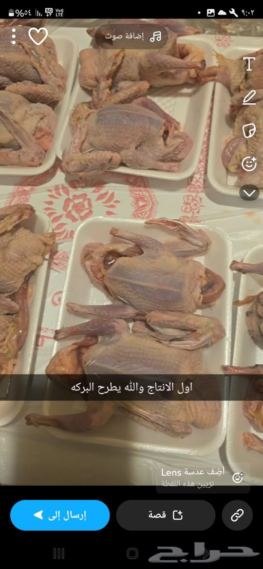 French pigeon seller630781789454091119
