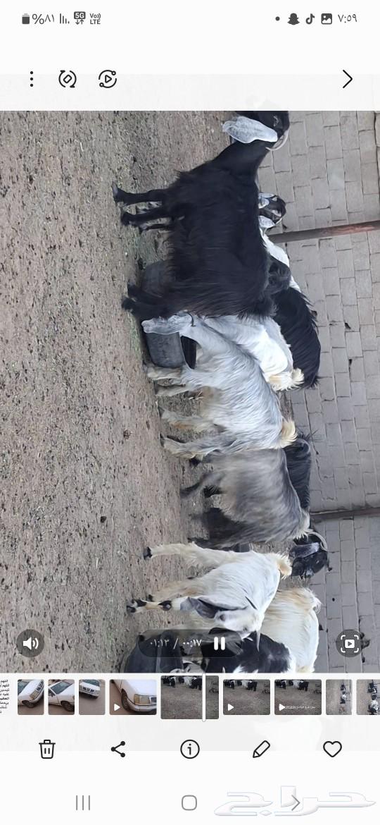 معزا للبيع630765577244171120