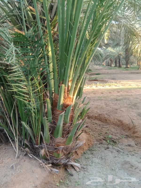 Date for sale, fruitful with appropriate prices63076162357121110