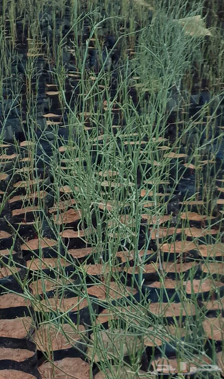 أرطي وطلح نجدي وأثل خشن63078188660738115