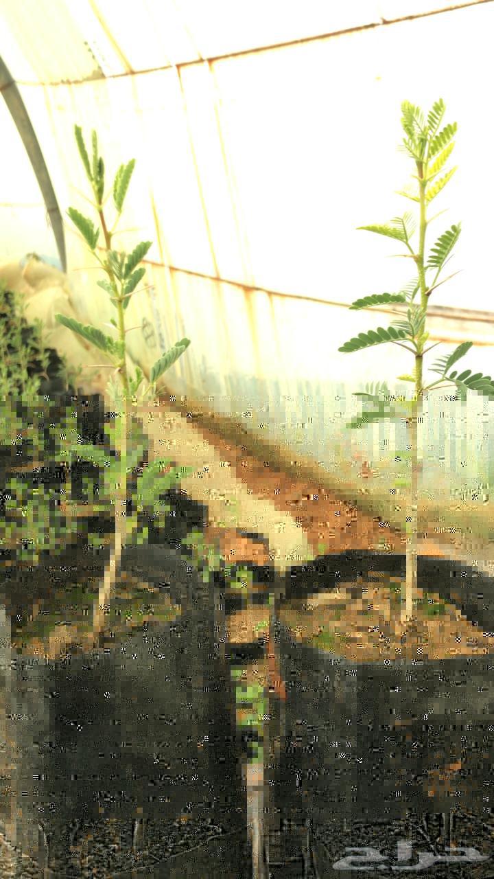 أرطي وطلح نجدي وأثل خشن63078188660738113