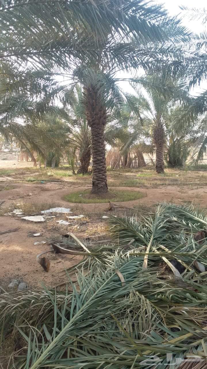 Palm trees for sale, Washingtonian and Arabic63077769697411112
