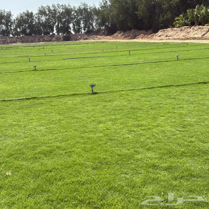 نجيلة C2000 صافي زراعي نوع ممتاز630769278080021118