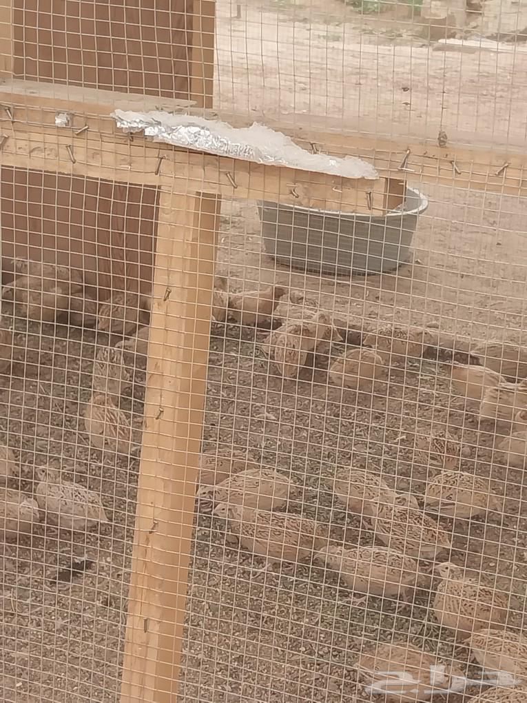 Quail eggs for sale63077328252163112