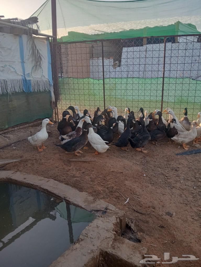 للبيع بط بكيني ابيض وبط هجين اسود630765416632331128