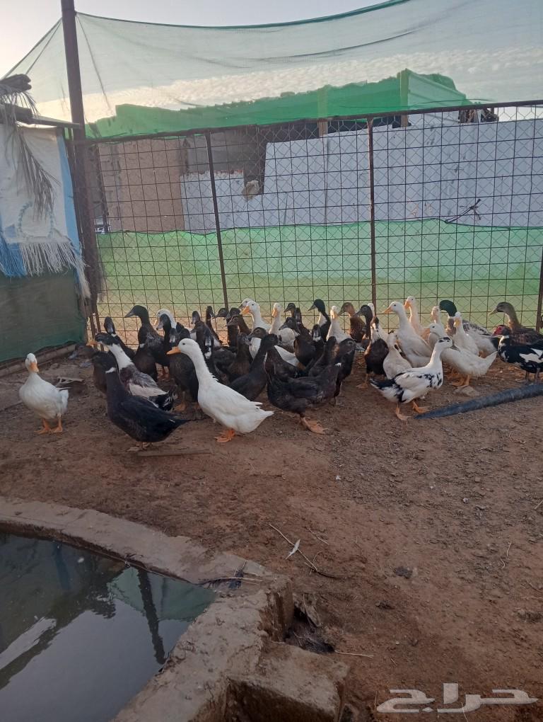 للبيع بط بكيني ابيض وبط هجين اسود63076541663233112