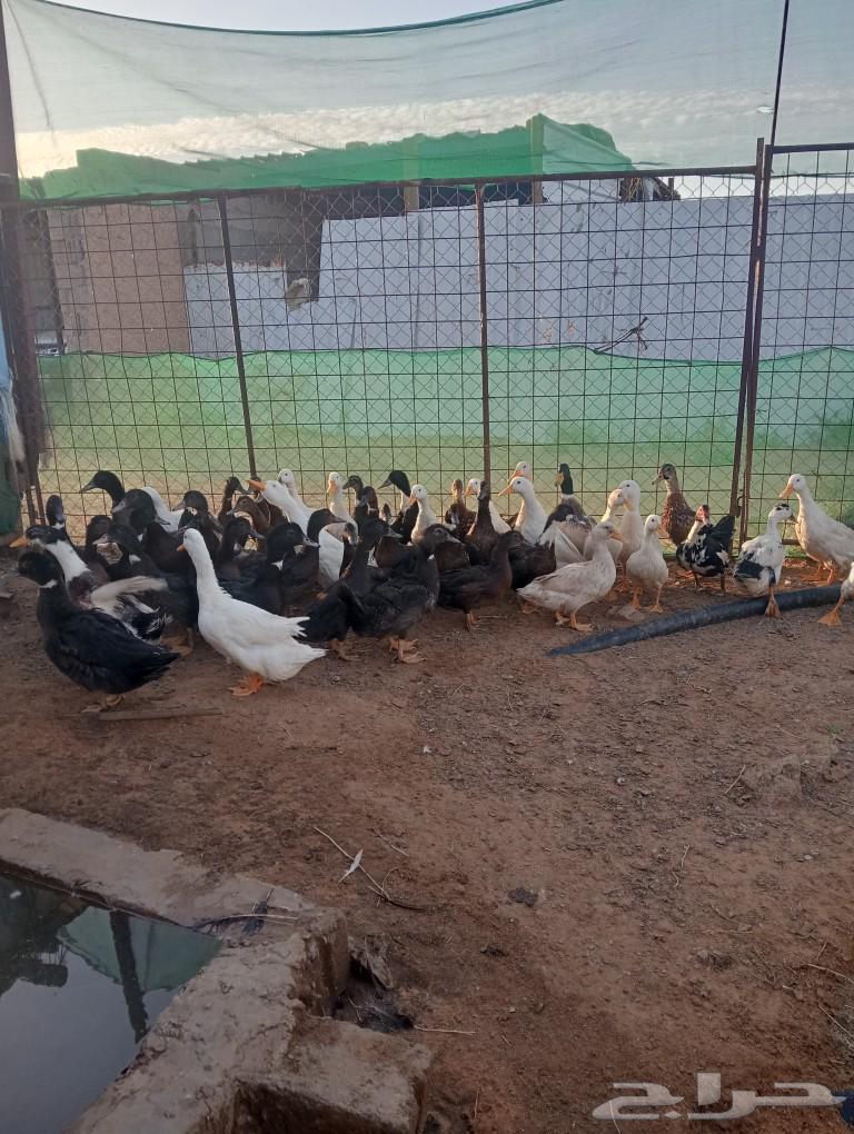 للبيع بط بكيني ابيض وبط هجين اسود63076541663233111