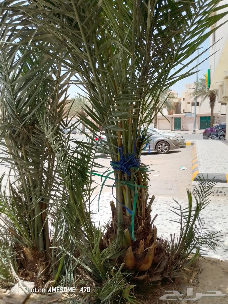 فسيل نخل برحي درجه اوله63078183860610112