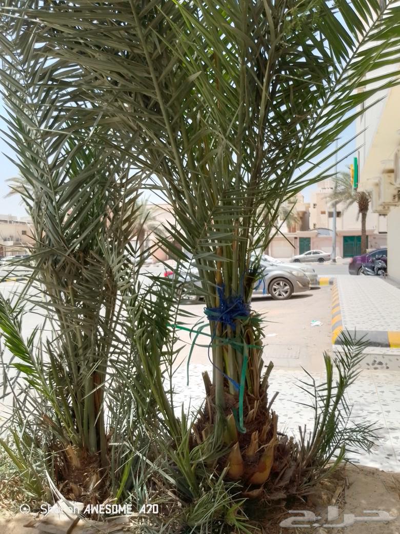 فسيل نخل برحي درجه اوله630781838606101116