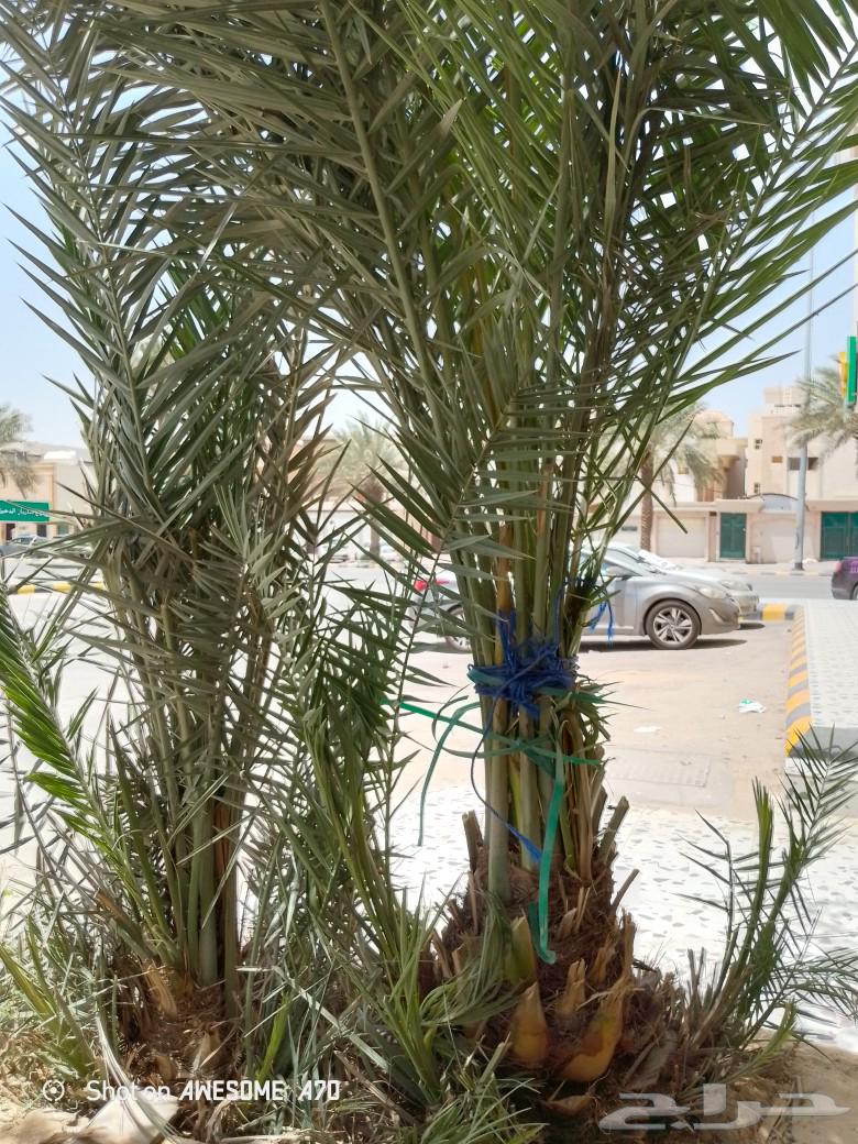 فسيل نخل برحي درجه اوله63078183860610111
