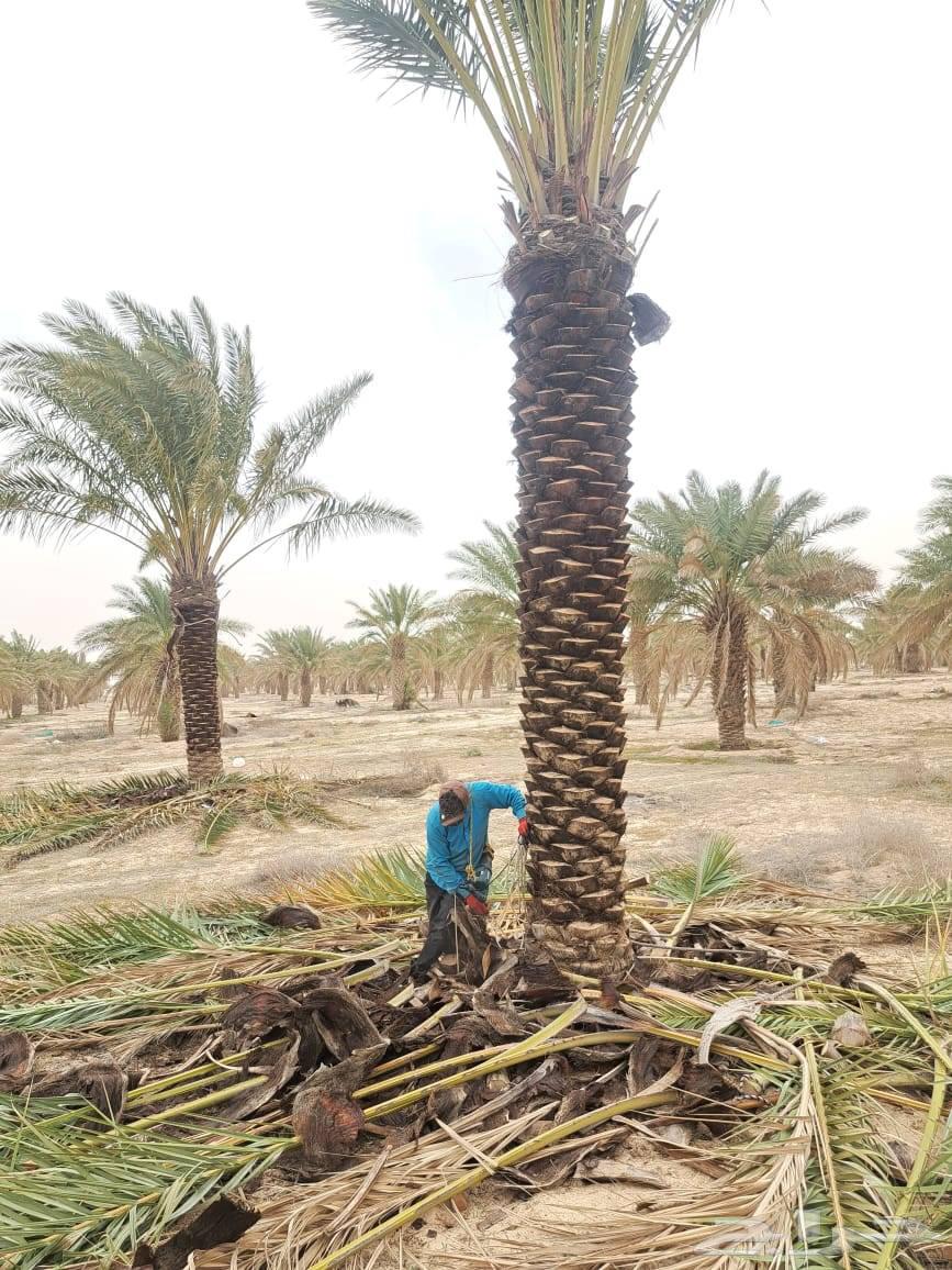 Palm trees for sale, Washingtonian and Arabic63077769697411110