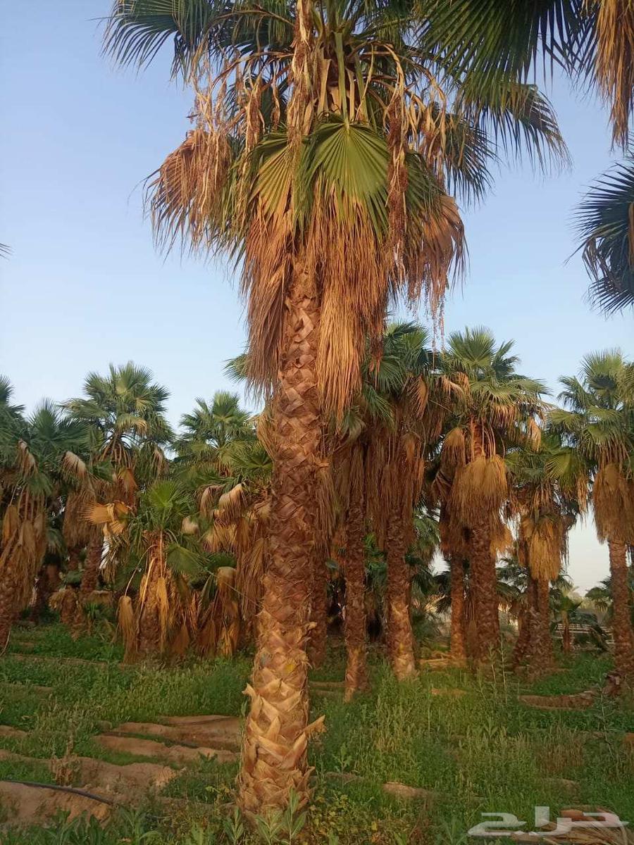 Palm trees for sale, Washingtonian and Arabic63077769697411114