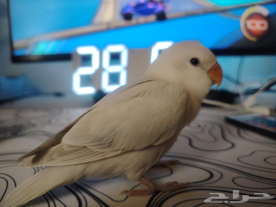 Bird rose63074965084801111