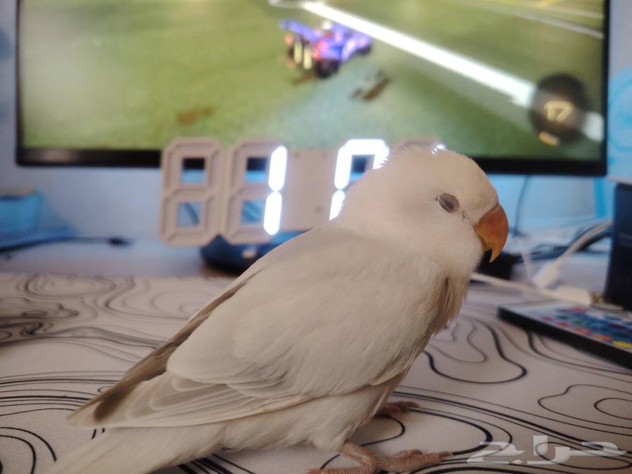 Bird rose63074965084801111