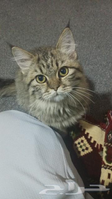 I found a lost Shirazi cat63073775128706112