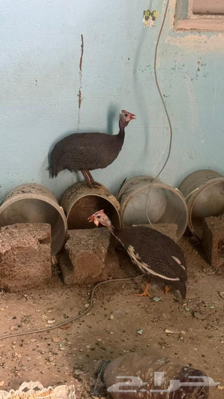 Ethiopian chicken sold out63074991793283111