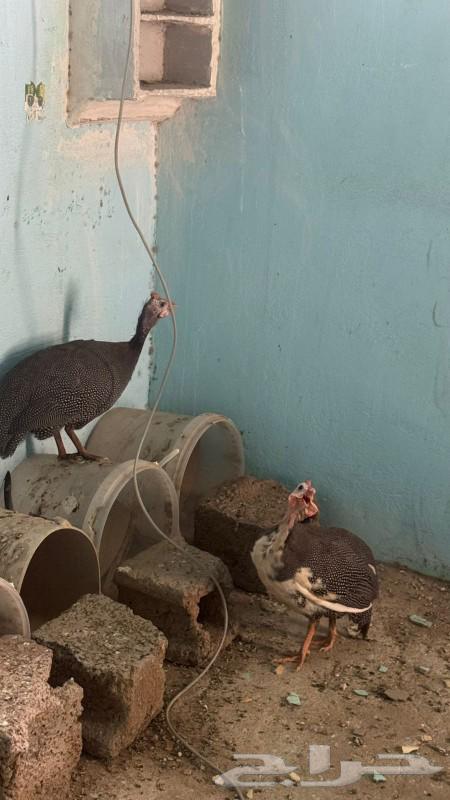 Ethiopian chicken sold out63074991793283114