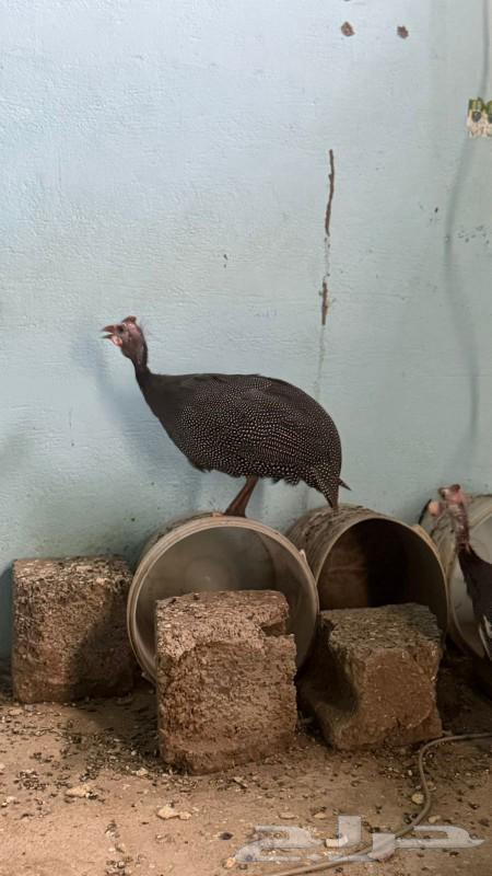 Ethiopian chicken sold out63074991793283113