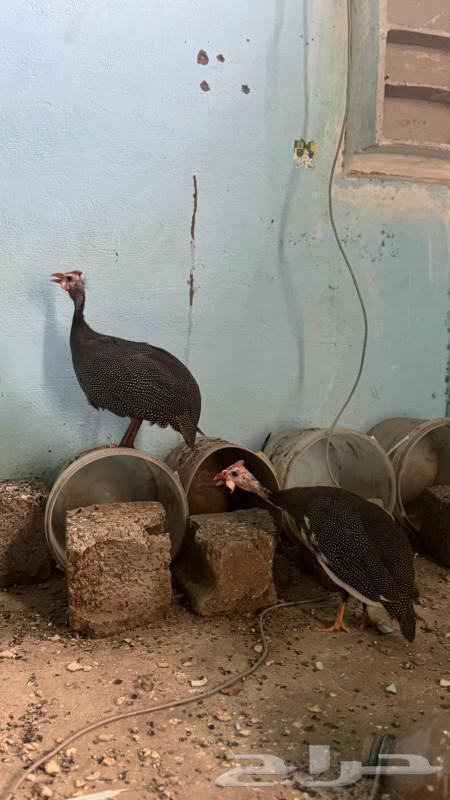 Ethiopian chicken sold out63074991793283112