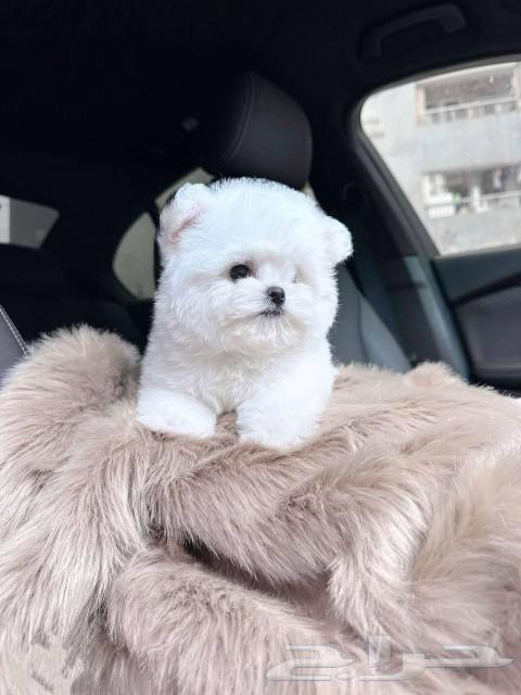 بيشون فريز bishon frise puppy63073769557889113