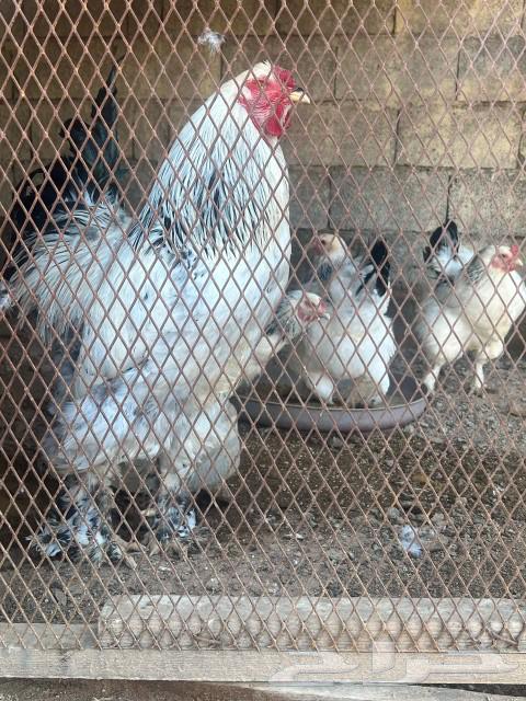 Brahma Chicken (Sold)63074563871106112