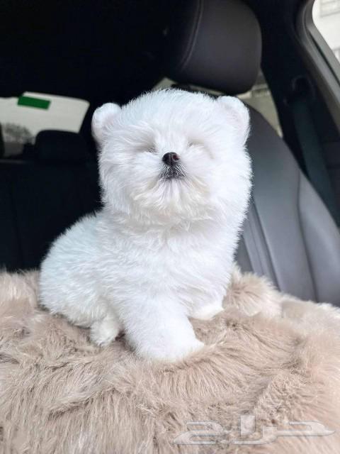 بيشون فريز bishon frise puppy63073769557889114