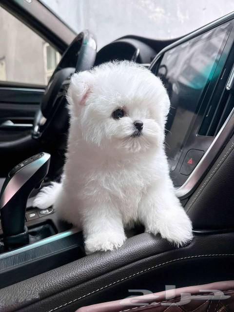 بيشون فريز bishon frise puppy63073769557889111