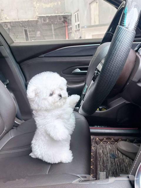 Bichon Frise puppy63073769557889115