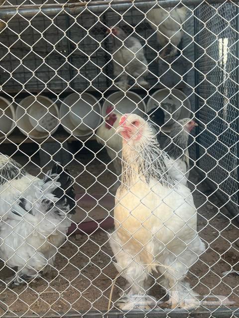 Brahma Chicken (Sold)63074563871106113