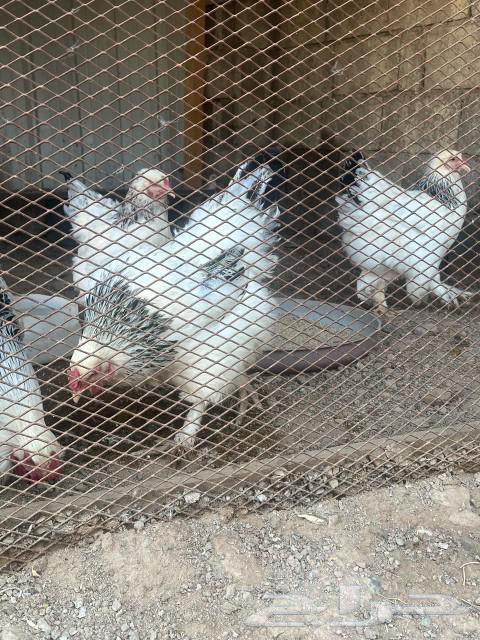 Brahma Chicken (Sold)63074563871106111