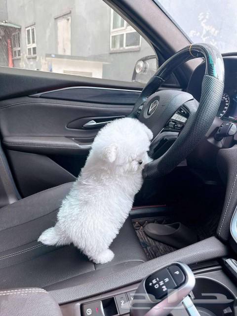 بيشون فريز bishon frise puppy63073769557889112