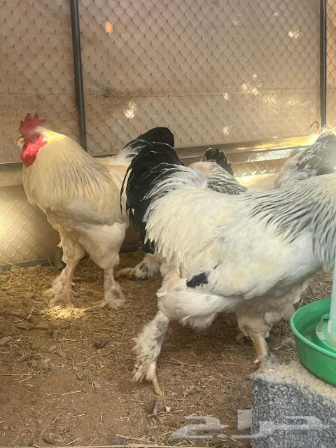 Brahma Chicken (Sold)63074563871106114