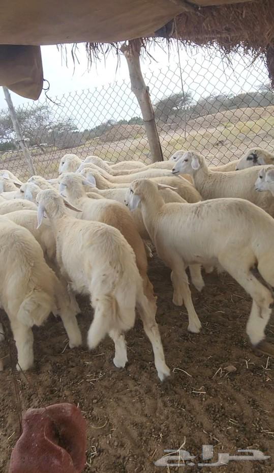 اضاحي طليان ورخال حري مشروطه( تم البيع)630746023434261110