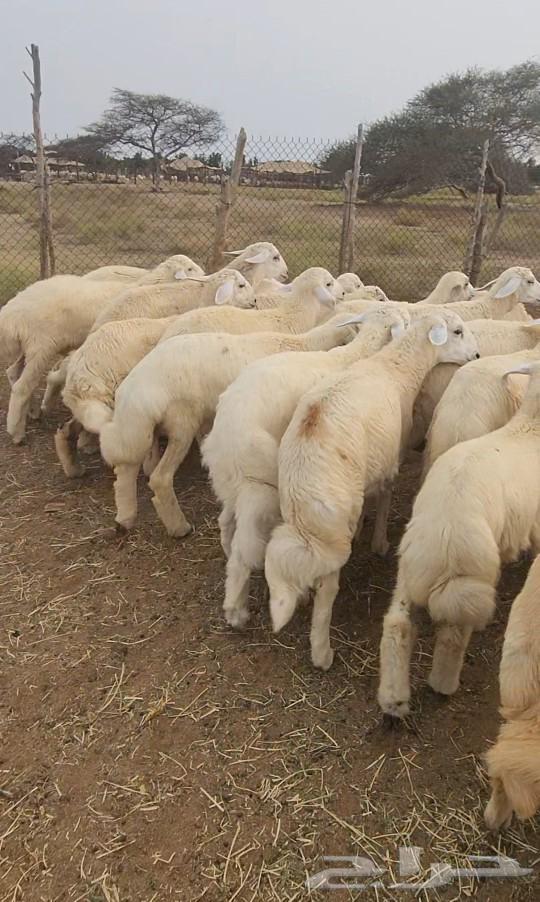 اضاحي طليان ورخال حري مشروطه( تم البيع)63074602343426112