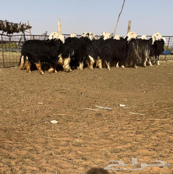 مراح نجد نوادر(((تم البيع)))63073345958914116