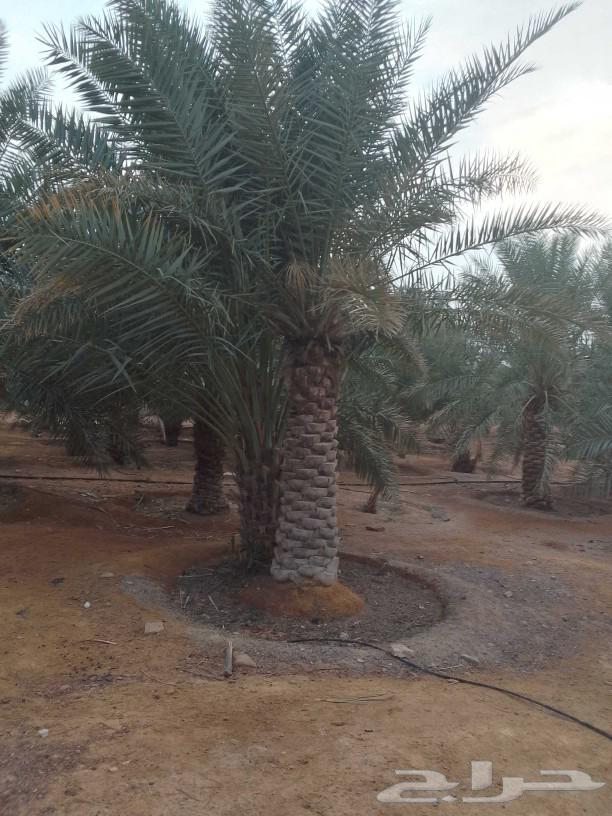 يوجد لدينا جميع انواع نخل البيع توصل على هذ رقم وتساب 05592763470199392130114