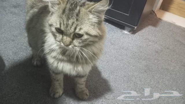 I found a lost Shirazi cat63073775128706111