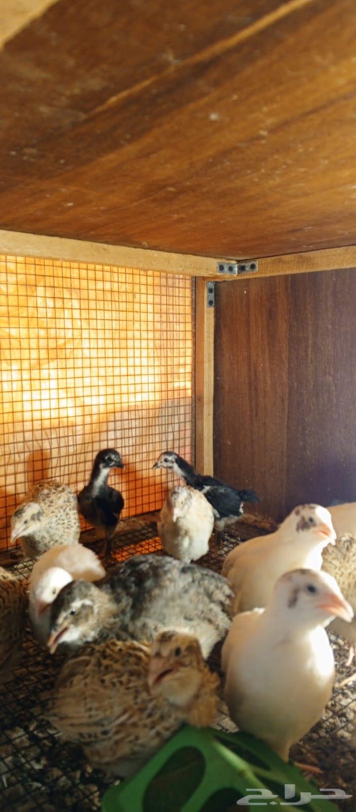 سمان فري تم تم البيع63076185963521111