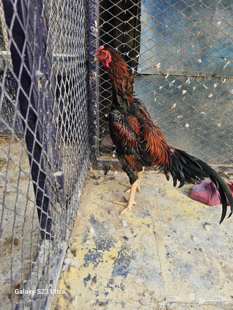 These shamo chickens.63074992356483112