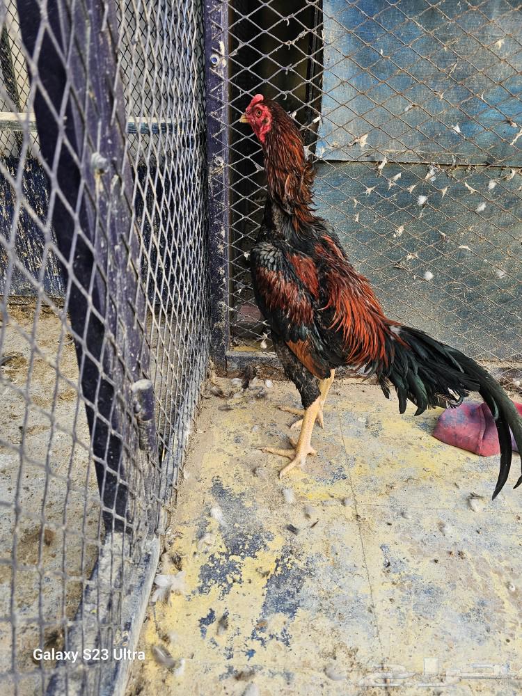 These shamo chickens.63074992356483111