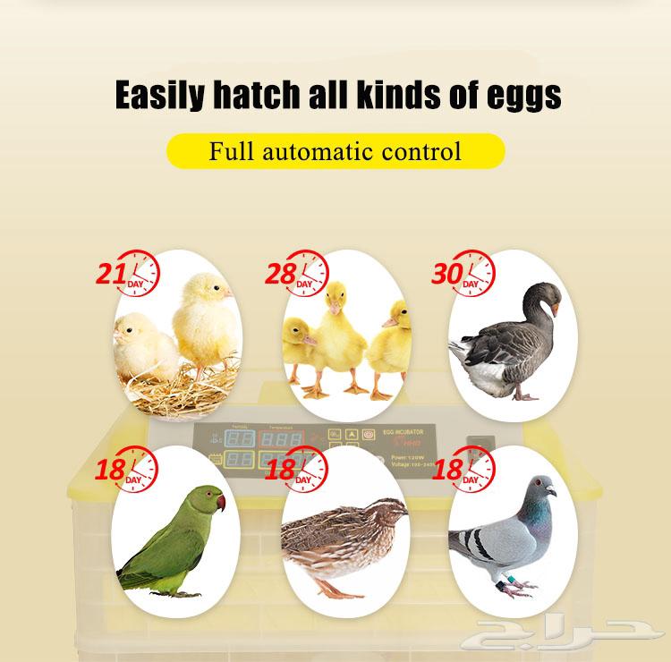 Chicken hatcheries and ornamental birds. Parrot Island, Abu Nasser, very good communication about63074177284611113