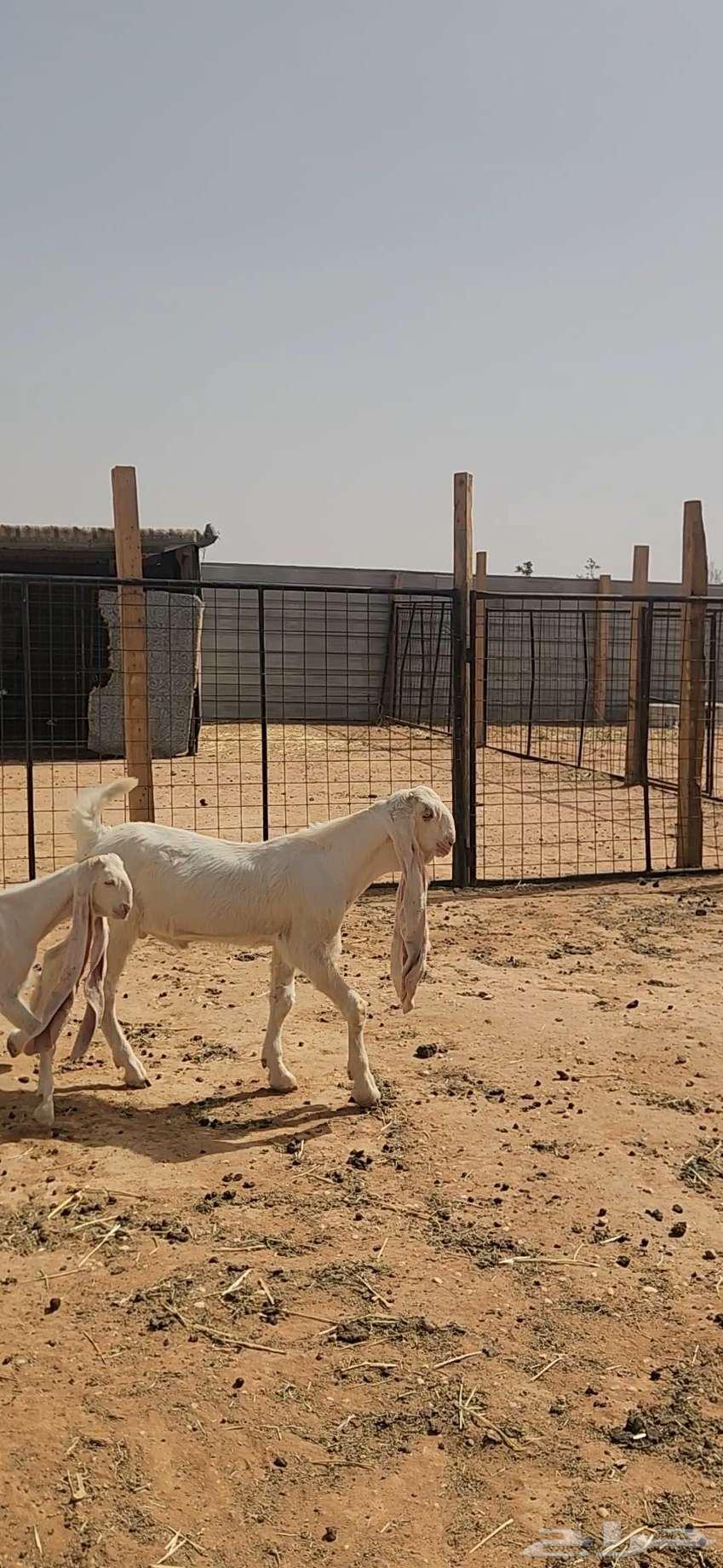 عنز هولندية بيضاء طيبة وجرم تحتها تيسين63074171998337111