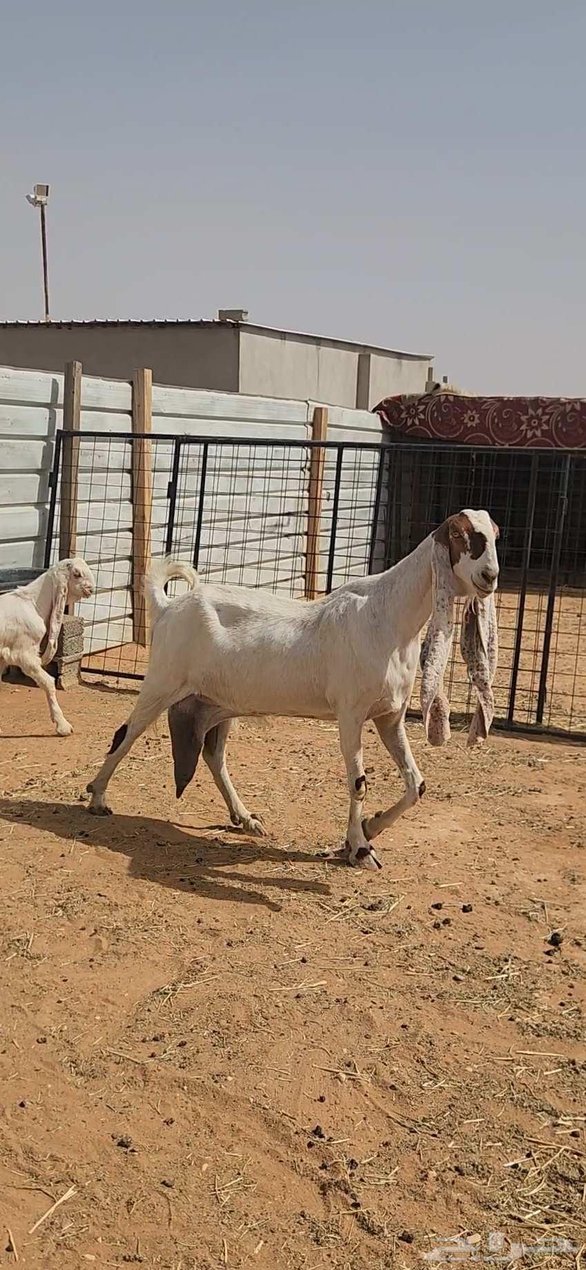 عنز هولندية بيضاء طيبة وجرم تحتها تيسين63074171998337113